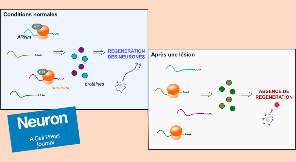 Régénérer les neurones grâce au contrôle moléculaire de la traduction