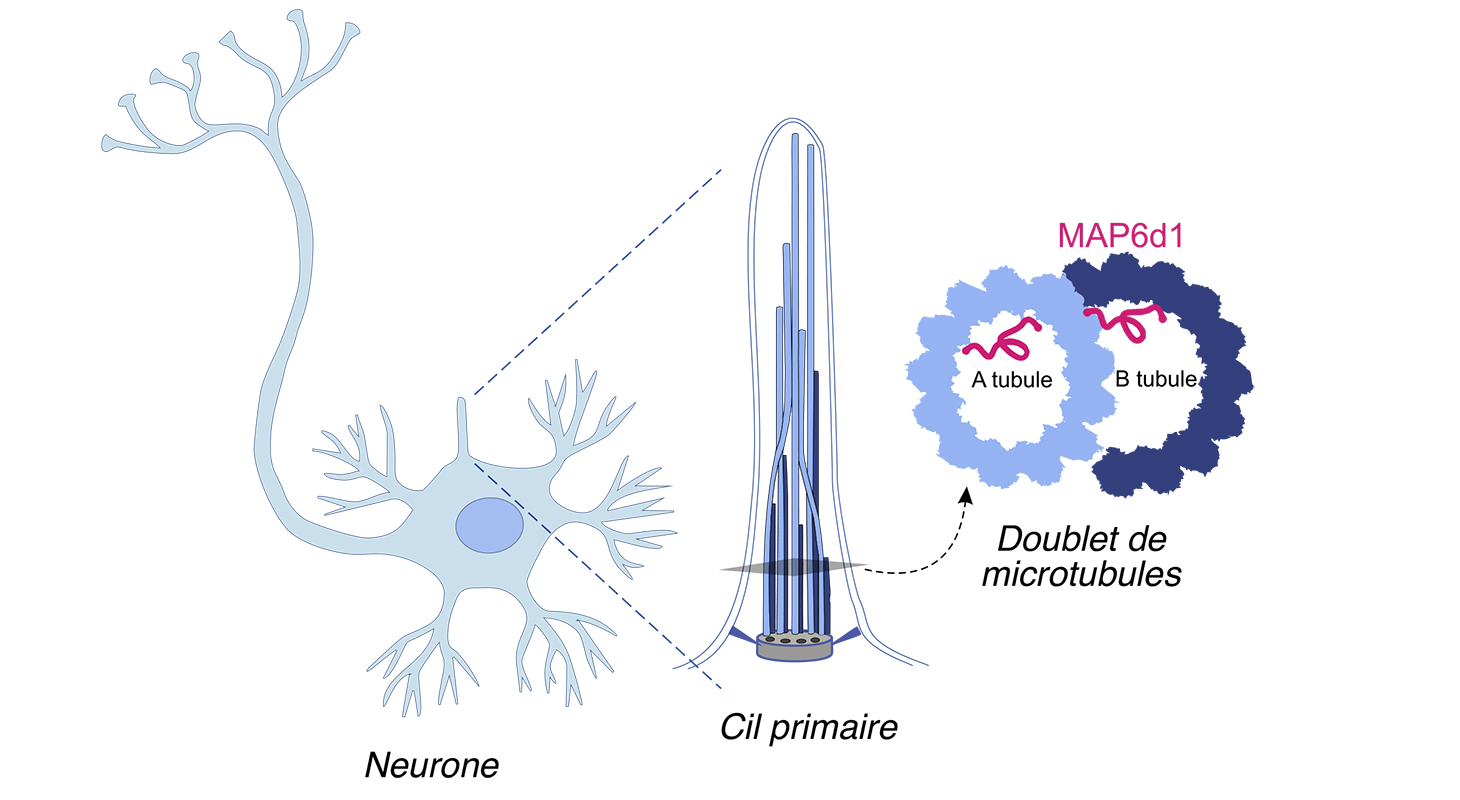 microtubule