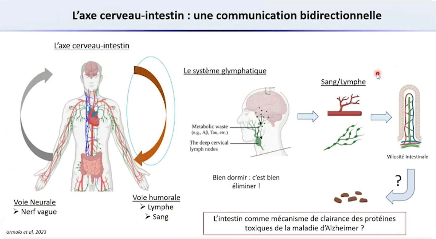 l'axe cerveau-intestin