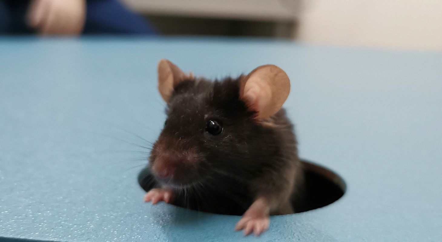 souris dans l'escape box du barnes maze