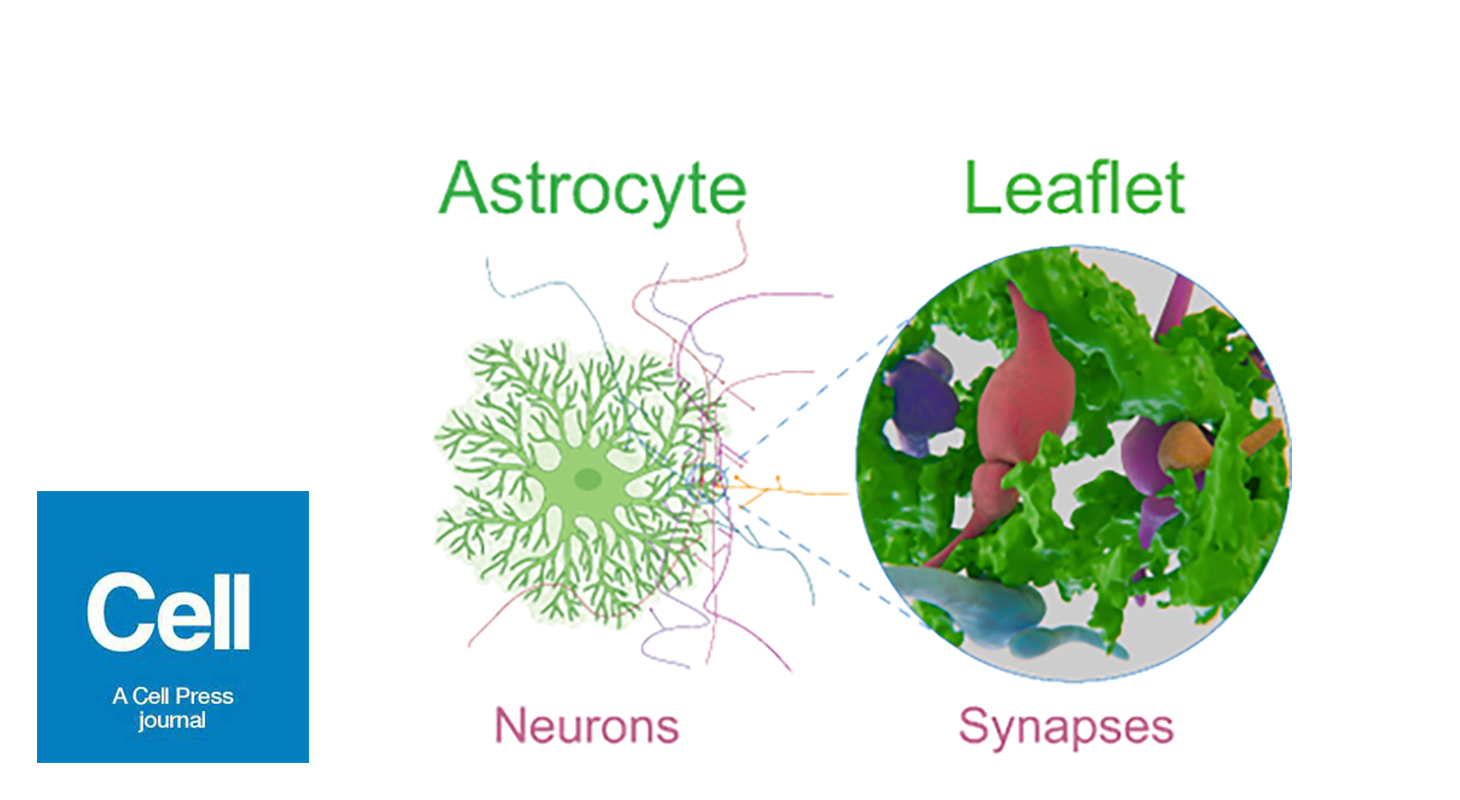 Astrocyte