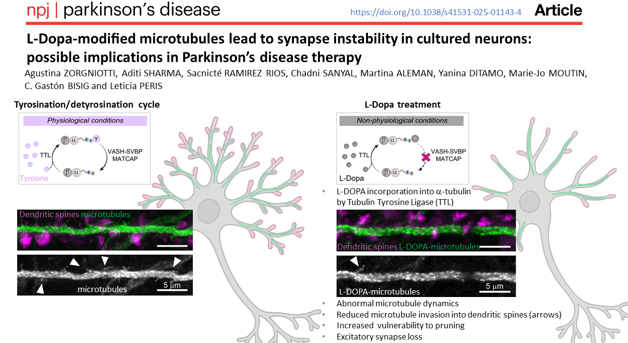 graphical abstract de la publication