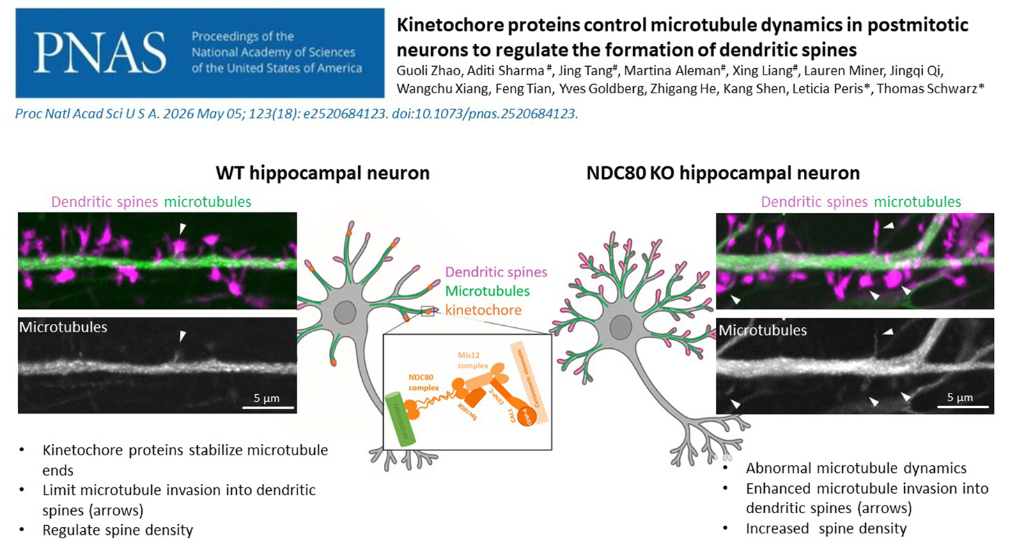 graphical abstract de la publication