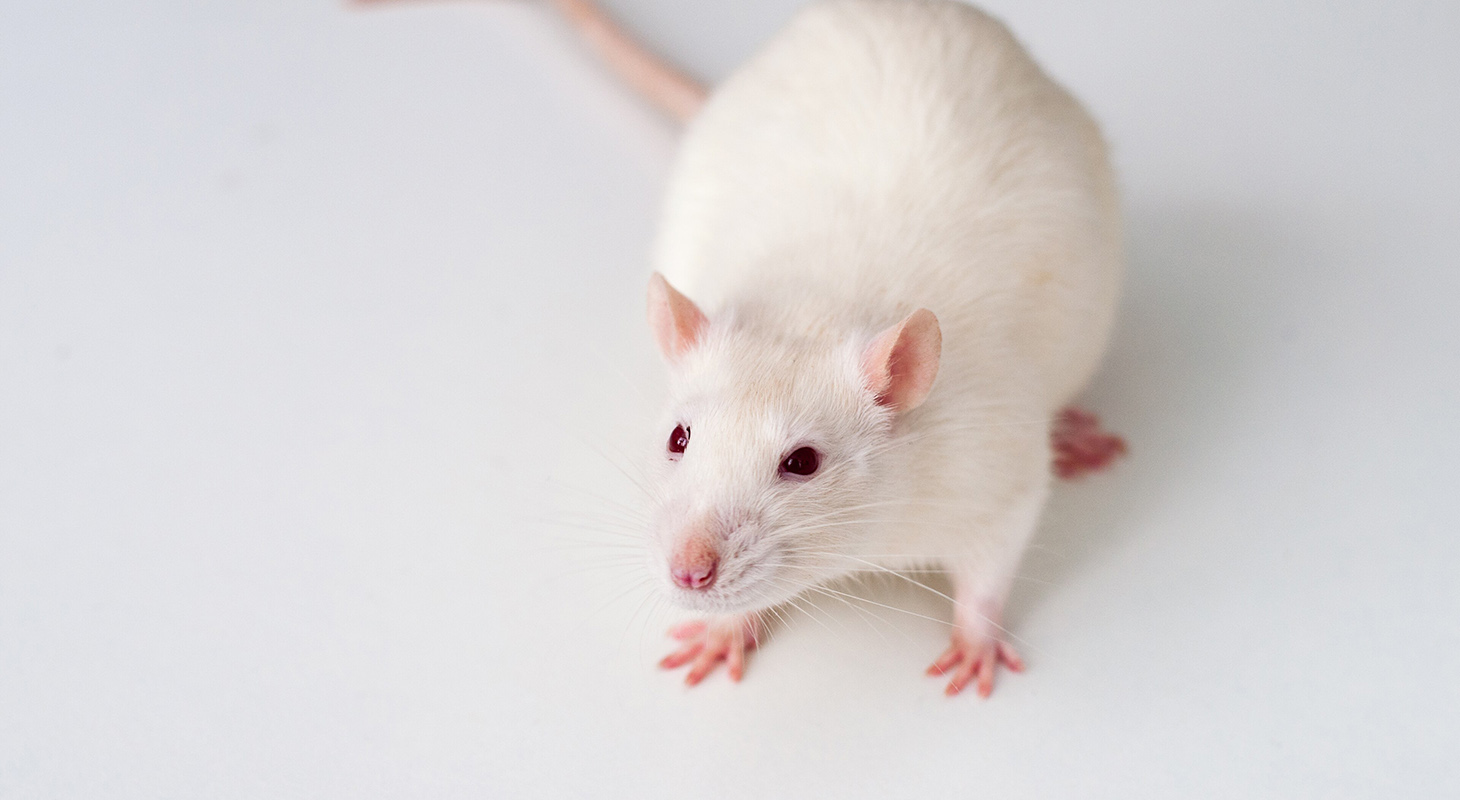 rat de laboratoire