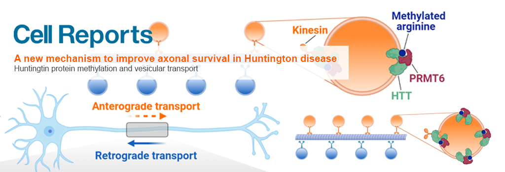 A new mechanism to improve axonal survival in Huntington disease